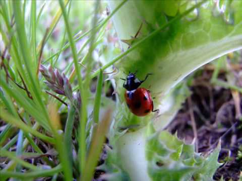 თაკო მელიქიშვილი - ჭიამაია