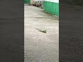 Camaleão