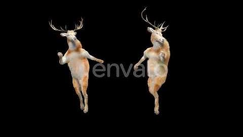 Deer Dancing 4K | Motion Graphics - Envato elements