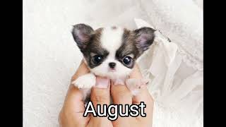 Your month your (PUPPIES)