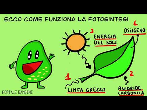 La fotosintesi clorofilliana (scuola primaria) | Portale Bambini