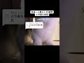 靴下問題🧦#マンチカン #子猫