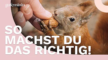 Was füttert man Eichhörnchen im Sommer?