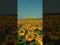 sunflawer #viral #trendingshorts#popular