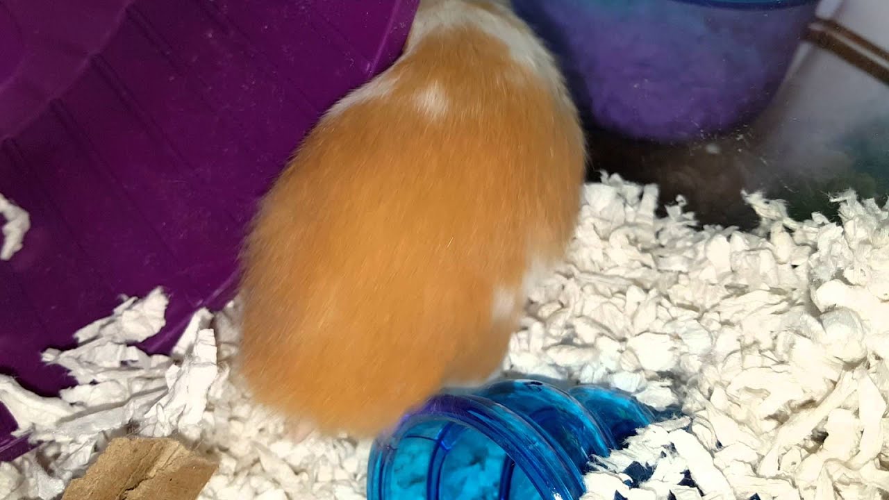 Marigold, an adult Syrian female hamster, has the hiccups! YouTube