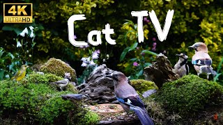 Cat TV for cats to watch |  Birds adventures 4K