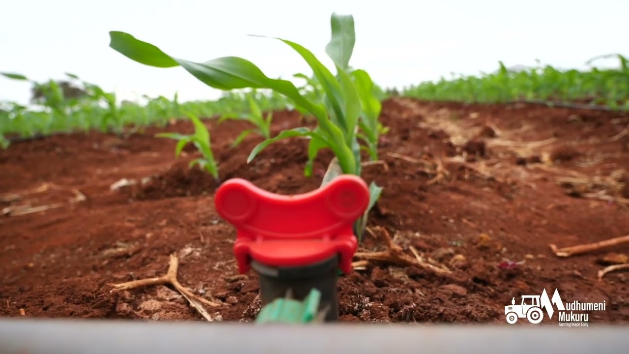 Green mealies an easy dollar business