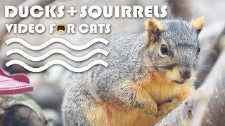 VIDEO FOR CATS TO WATCH: Ducks and Squirrels.