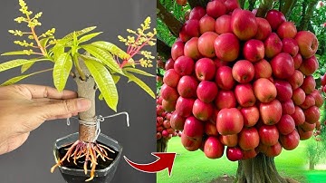 New techniques: grafting mango trees in apples fruit get 100% results using these simple methods