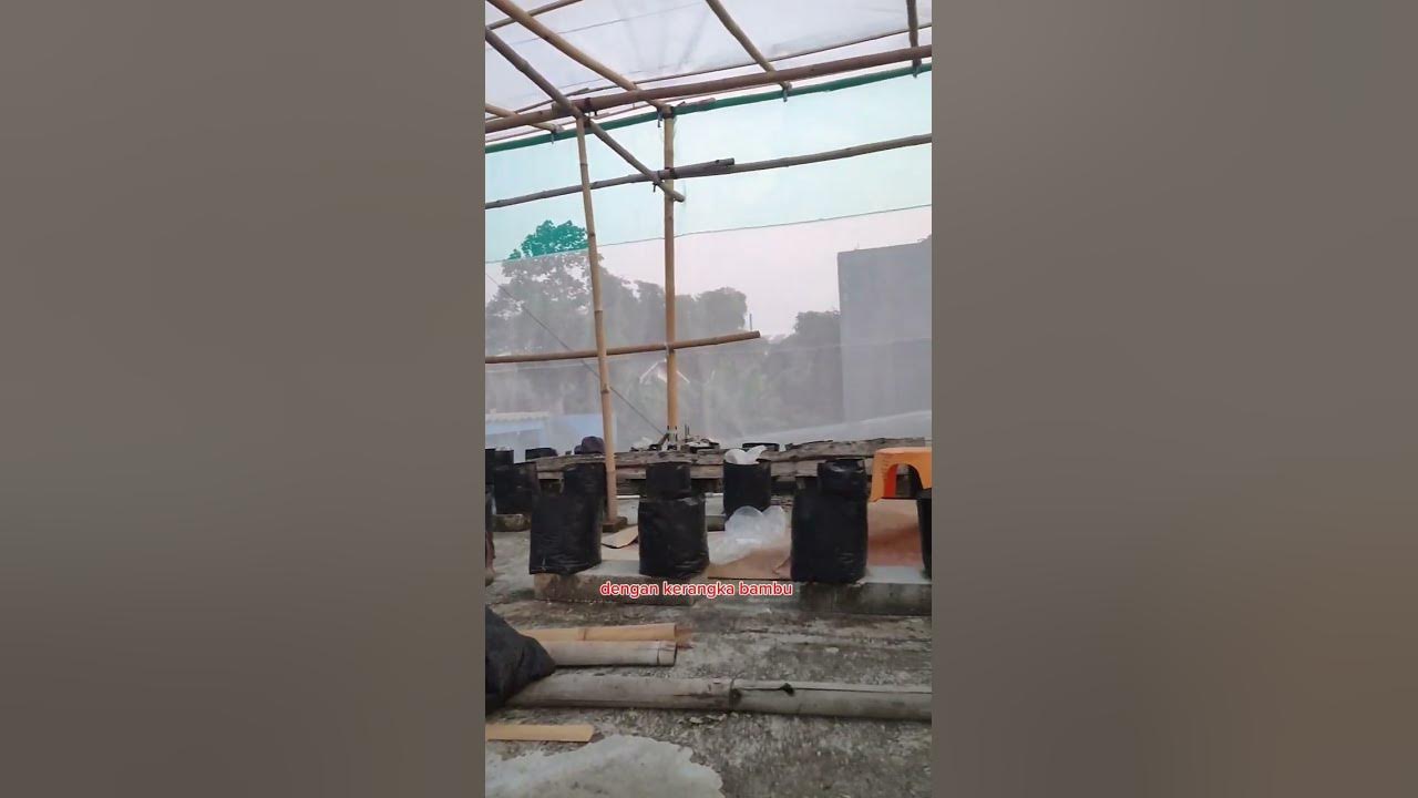 GREEN HOUSE SEDERHANA DENGAN KERANGKA BAMBU
