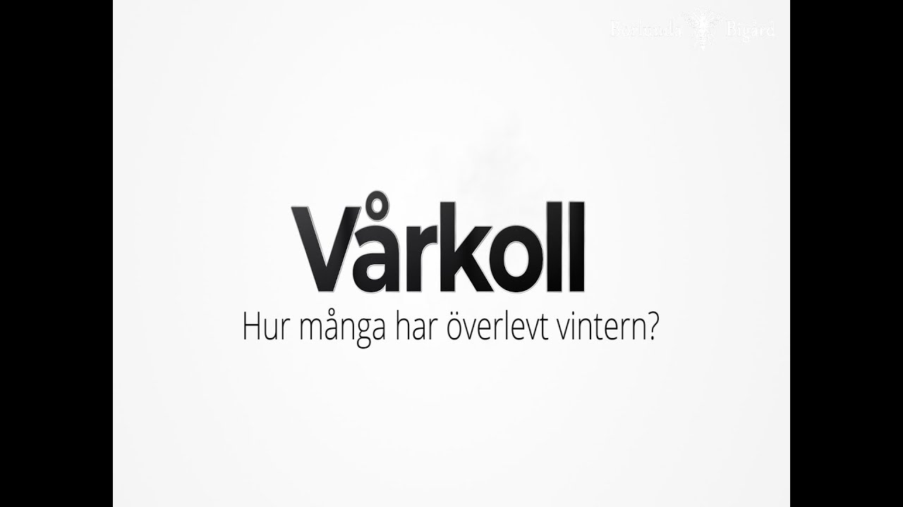 Vårkoll av bisamhällen i våra andelsbigårdar.