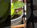 How to rescue stucked moneyplant leaf🍃❤️ #rescue #moneyplant #leaf #terracegarden #fypシ #plantlover