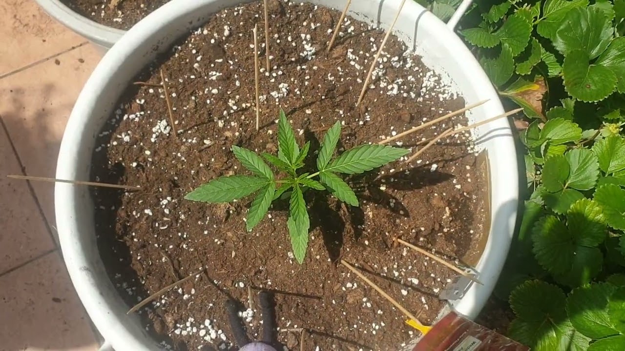 30 дней Wedding Cake Auto Barneys Farm от Мария Любит Хуана 