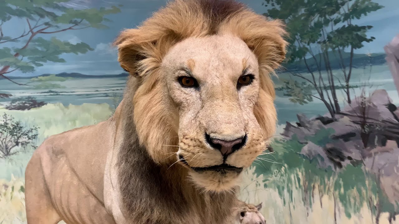 Animales disecados Museo Estados Unidos