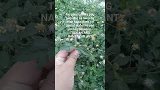 Gamot sa Mamaso | gamot sa pigsa | tulisan ang name ng plant