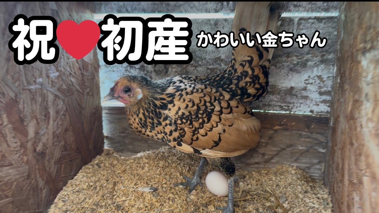 初産した雌鶏を他の雄から守りに入る雄が勇ましかった！【雌鶏】【産卵 