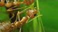 The Intriguing World of Ants ile ilgili video