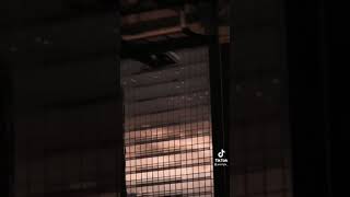 Caroline tiktok -Amine