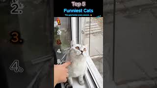 Top 5 Funniest Cats 😹 Oliebol Cat Rankings p4