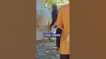 Sapi putih lepas #sapigalak #sapigemuk #sapikurbanterbaik #sapilucu #sapingamuk #sapiviral #fyp