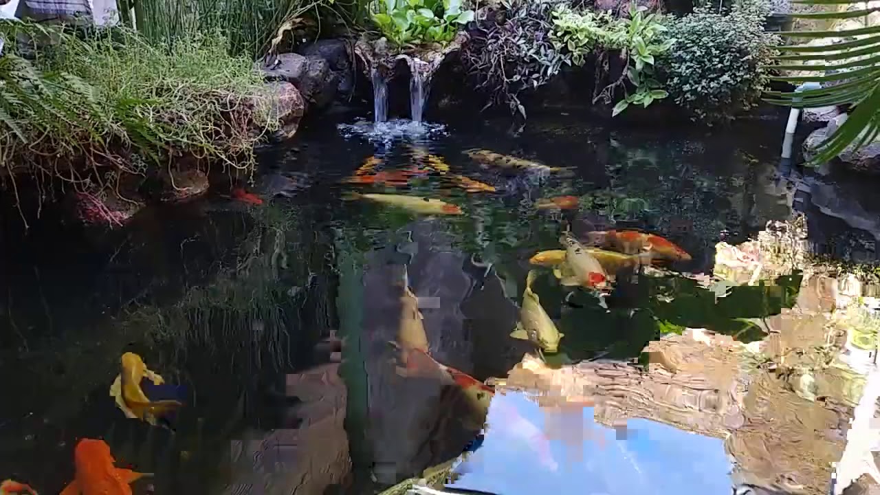 Kolam Koi Budget 3 juta an - YouTube