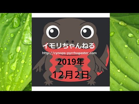 今日のアカハライモリ2019年12月2日Ngày 2 tháng 12 năm 2019
