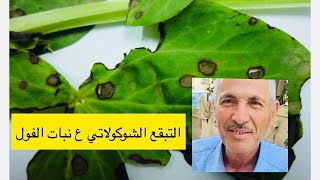 مرض التبقع الشوكولاتي  هو مرض فطري على نبات الفول أعراضه و طرق مكافحته مع الدكتور احمد المومني