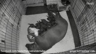 Black Lab Nursing 11 Puppies