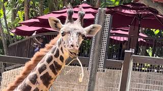 Giraffe Boy  enjoy branch eating  Los Angeles Zoo