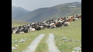 Брод через реку Елангаш. Горный Алтай.