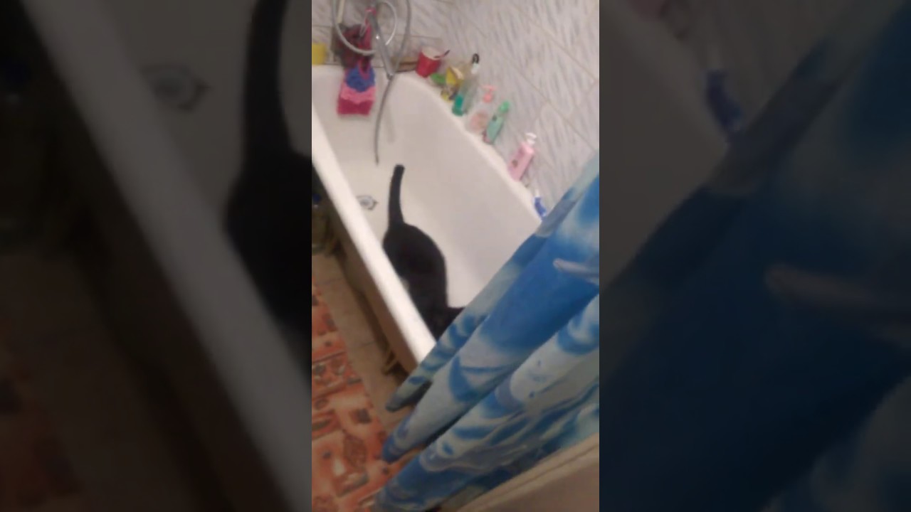 Котам играть больше негде - YouTube