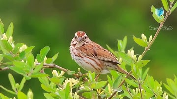 Bulliguvaa Song| Robo 2.0 | Rajinikanth | Akshay Kumar | A R Rahman | Shankar | M. M. Keeravani