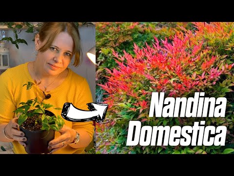 Video: Nandina çalısından nasıl kurtulurum?