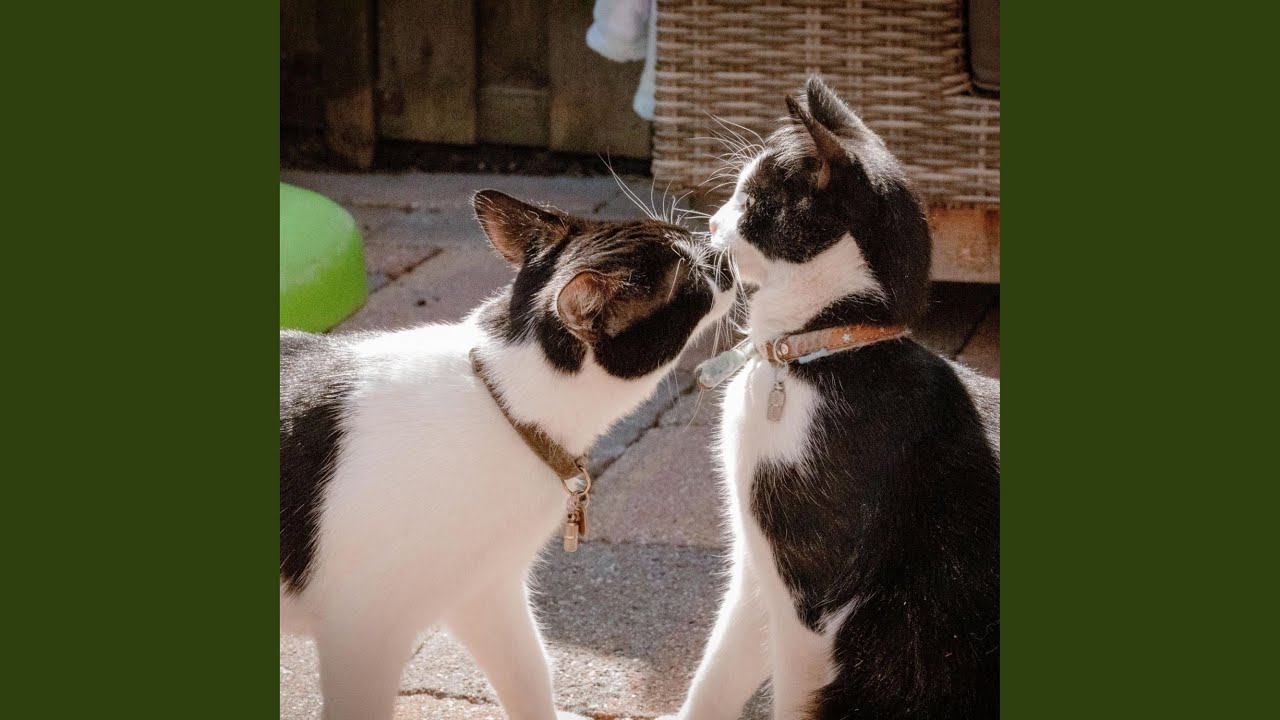 Shadow Behind The Light