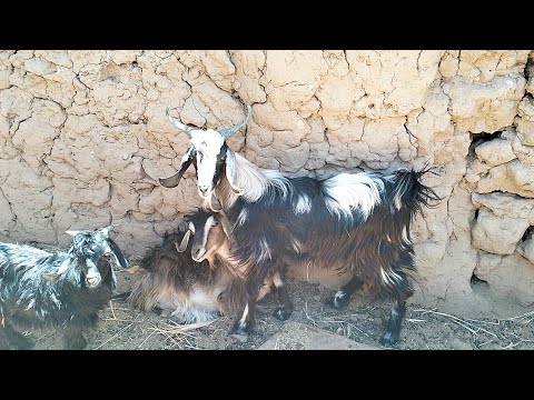 هل الجدي هو الماعز