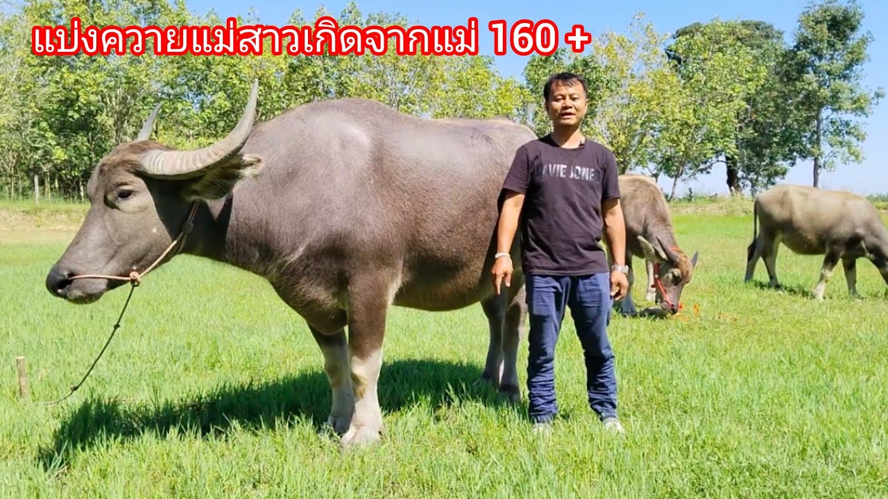 เปิดแบ่งแม่สาวเกิดจากแม่สูง 160+ ควายงามสายพัฒนา