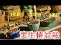 生産者盆栽職人の技が炸裂！！葉が50枚だったら根も同様の数と認識しながら剪定・幹に枝がほしい時は先端剪定・実生椿盆栽剪定・年齢78歳現役生産者小品盆栽職人矢島清芳園・やじま園＠盆栽タネ
