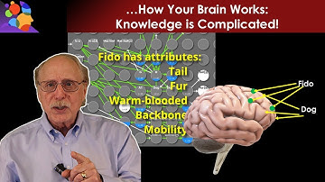 Hoe je hersenen kennis opslaan (en AI nog steeds niet)