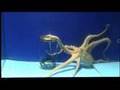 Pulpos: suave inteligencia (Octopus intelligence)