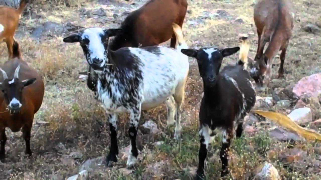 chivos y mas chivos YouTube