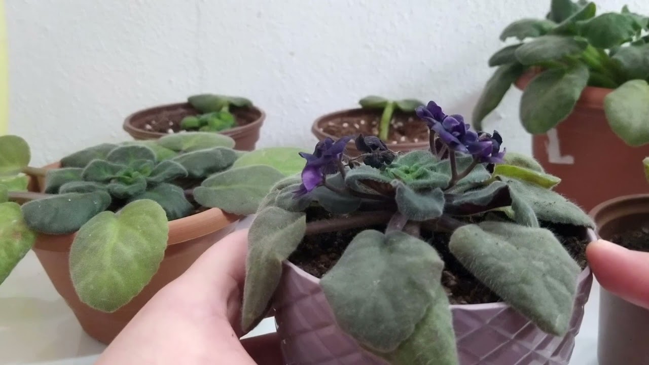 Menekşe Bakımı Nasıl Olmalı? Menekşe İhtiyaçları Neler? | MENEKŞE SAKSISI DEĞİŞTİRİYORUM