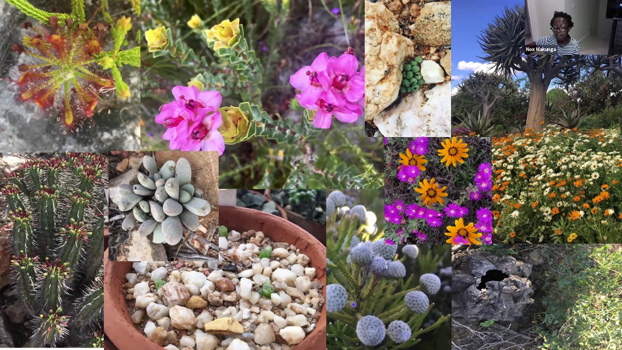 Nokwanda Makunga: Mining the botanical gold of the Cape Floristic Region of South Africa