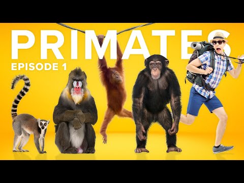 The Evolution of Primates is a CRAZY Story