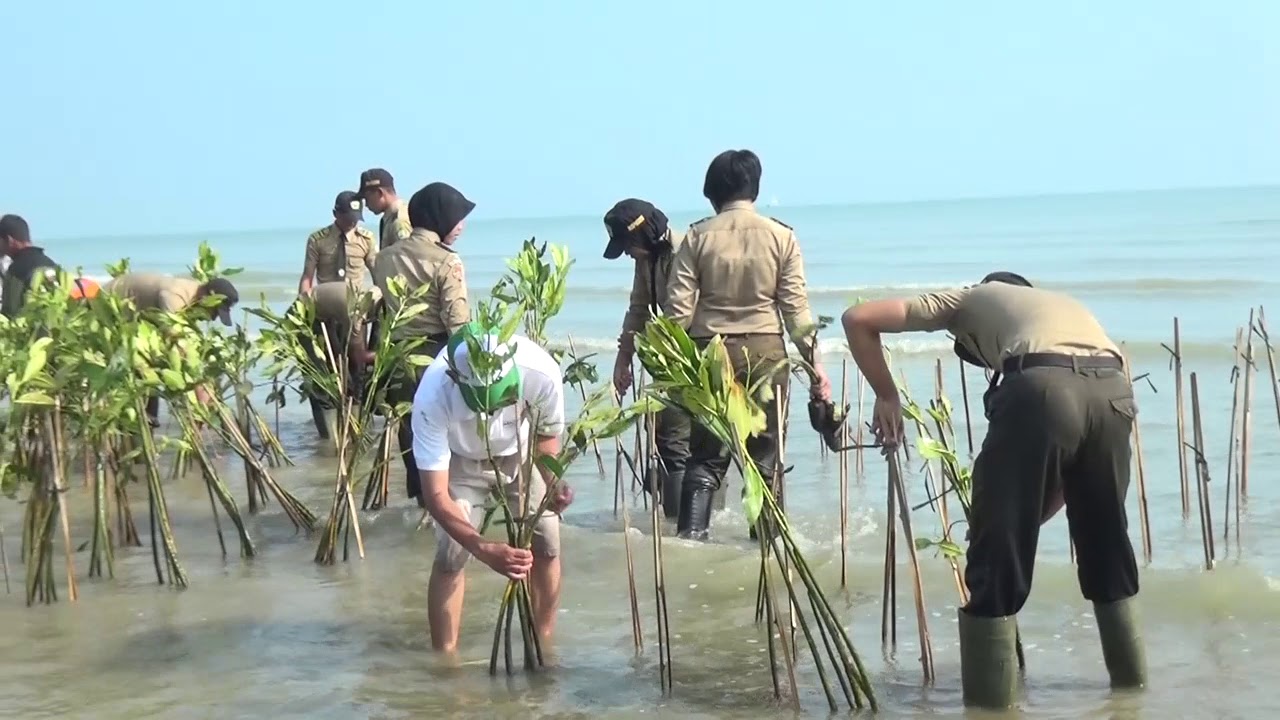 Ayo Menanam Mangrove - Part 2