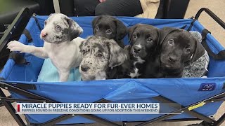 Miracle pups ready for fur-ever homes