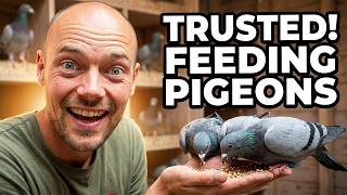 How I Get My Young Pigeons to Trust Me (Hand-Feeding Routine)