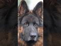 Warum manche Deutsche Schäferhunde so unterschiedlich sind #germanshepherd #hund #doglover