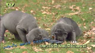Cameratalk: Mastino_Napoletano Pups