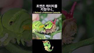 포켓몬 캐터피를 실제로 키웠더니.. #캐터피 #포켓몬 #제발돼라