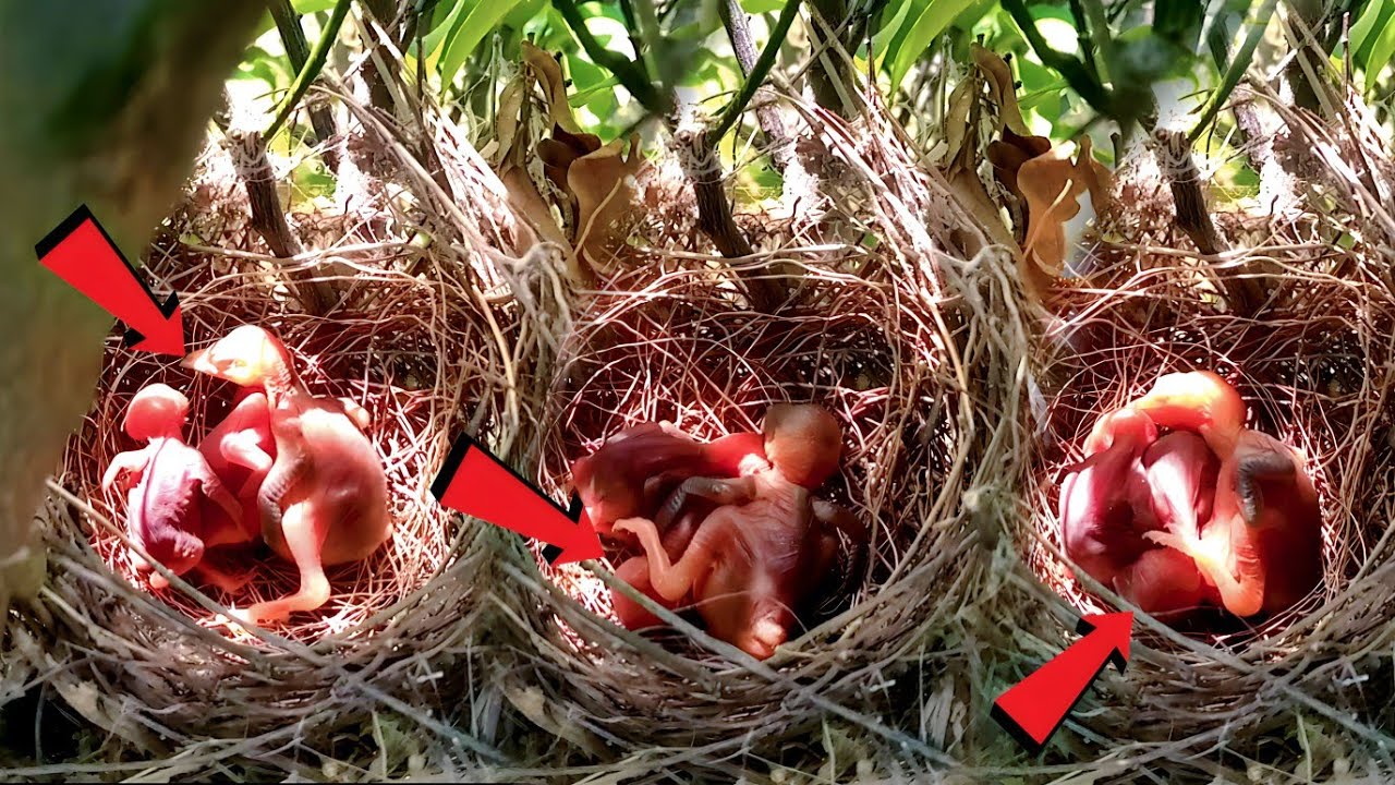 The big cuckoo baby fell on the head of the little cuckoo baby ...